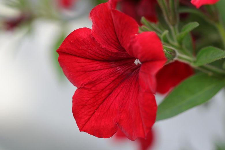 Особенности ухода за крупномерами в первый год